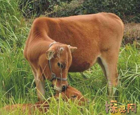 小狗牛生活环境