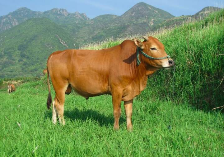 <strong>小狗牛，熟食牛肉</strong>