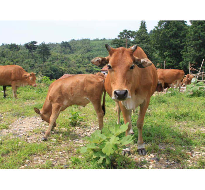 小狗牛生活环境