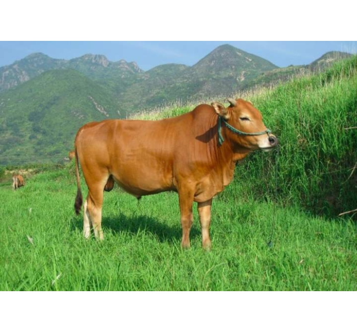 小狗牛生活环境