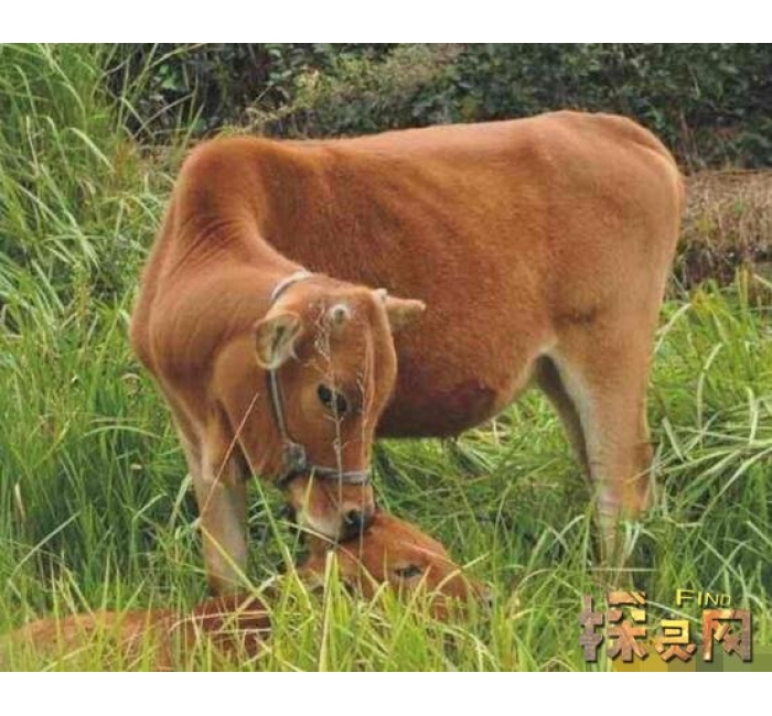 小狗牛生活环境