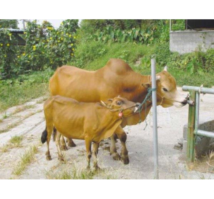 小狗牛生活环境